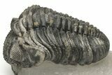 Large Phacopid (Drotops) Trilobite - Multi-Toned Shell Color #235806-1